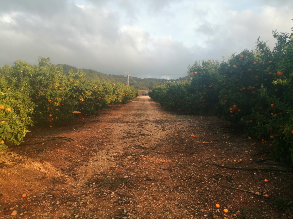 finca alcossebre 9750